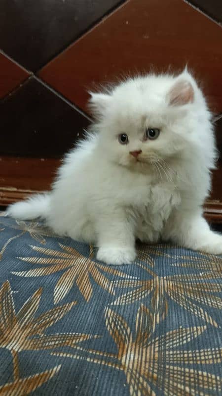 Persian kittens | triple Coated | Punch Face kittens For Sale 1