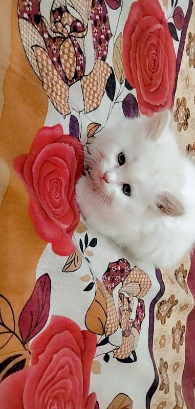 Persian kittens | triple Coated | Punch Face kittens For Sale 2