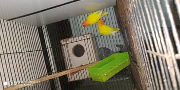 lovebirds breeder female