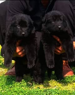 black German shepherd long cot pair