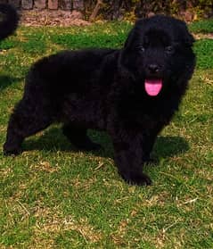 black German shepherd long cot male