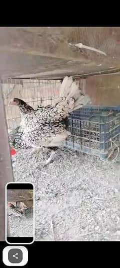 Silver subrite breeder Pair