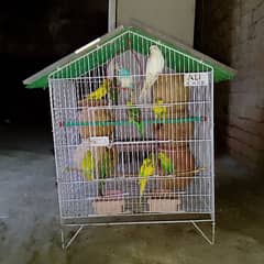 Australia Parrots for sale 5Pair jore ande egg, dye hoe hain