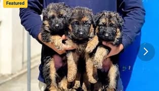 german shepherd / German shepherd puppies  / puppy / GSD pup