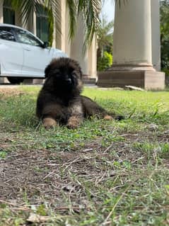 GSD Female Puppy