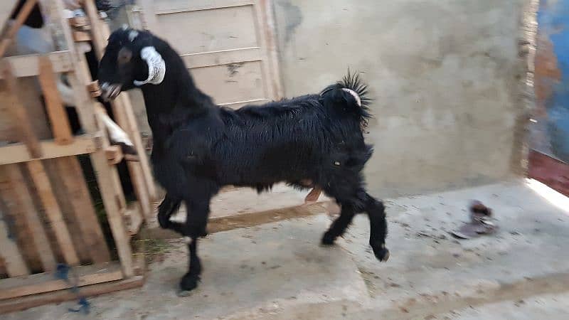 Bakri 2