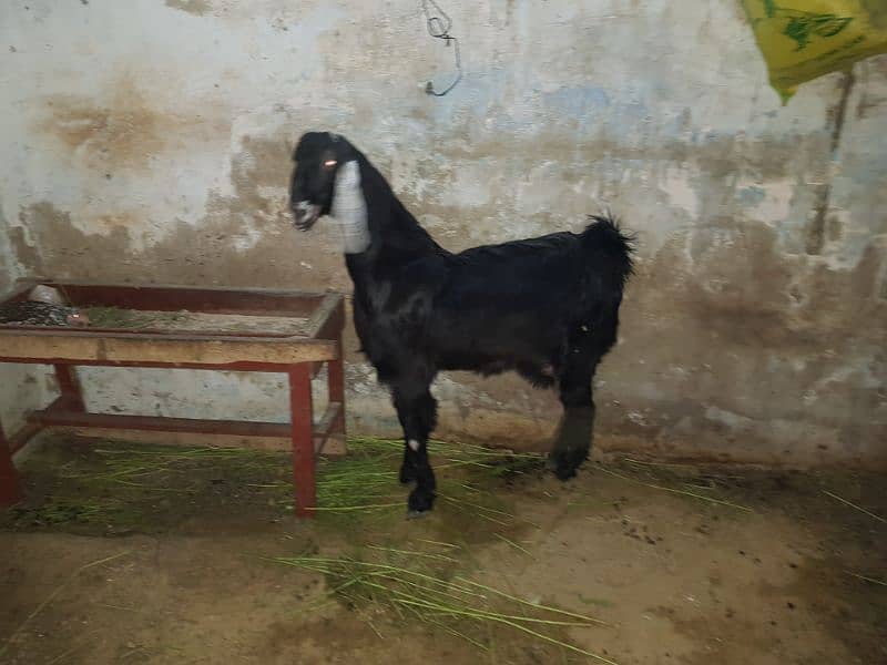 Bakri 5