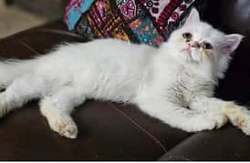 female Persian cat for sale