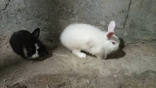 Angoora rabbit pair