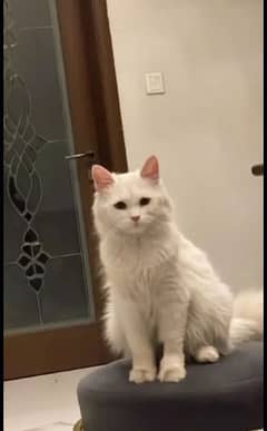 Persian Female Cat for sale