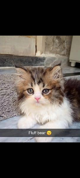 Himalaya only 1 kitten available 03488708402 2