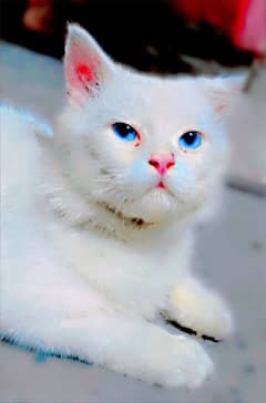 PERSIAN CUTE CAT