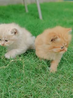 Persian kittens for sale