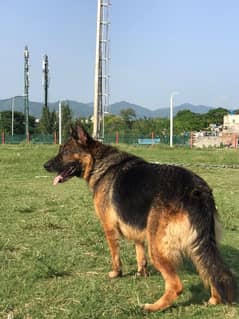 German shepherd dog