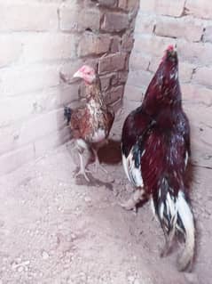 aseel mianwali  cheena pair