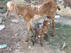 Desi bakri with two males