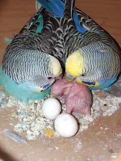 Budgies pair for sale