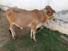 qurbani