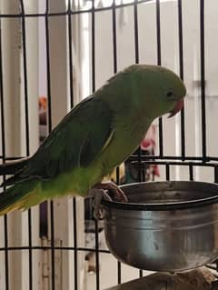 green ringneck