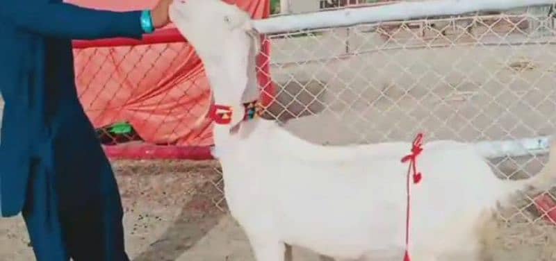 Rajanpuri Bakri 3 bacchon Ka sath Urgent for sale. 03124712598 5