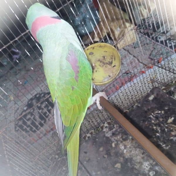 breeder raw parrot 1