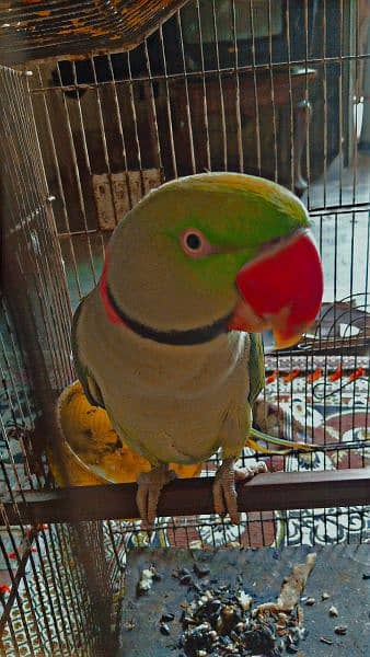 breeder raw parrot 3