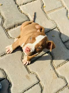 American pitbull | pitbull Puppy | kohati pure gultair 2 year age