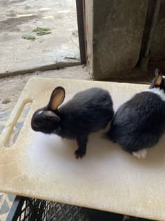 Baby Rabbit For Sale in Jhelum