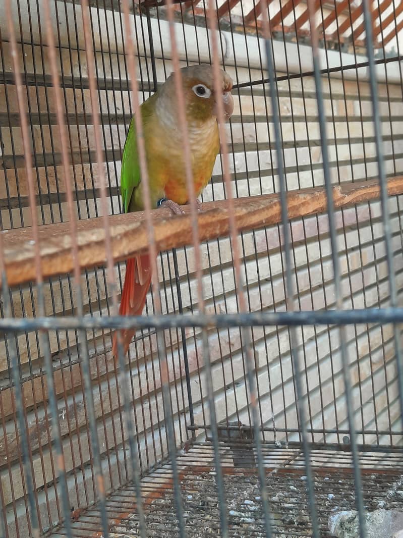 Pineapple cunore hai cockatiel 2 breeder piar 1 male extra hai chick h 1