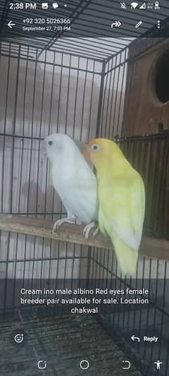 Lovebirds for Sale