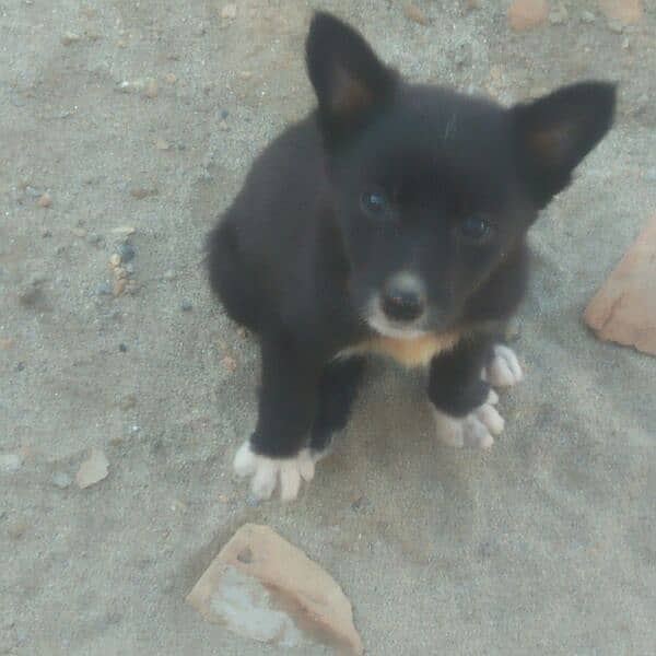 puppy orginal breed 3