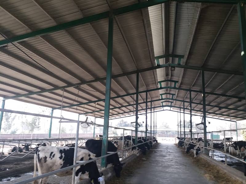 Dairy farm parking sheds big steel structure  tensile shed 3