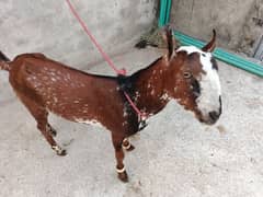 Bakra for urgent sale