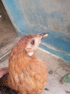 3 female and 2 male chickens for sale