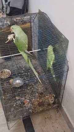 I want to sell my parrot