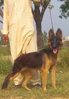 Belgium Shepherd female age 4 month for sale