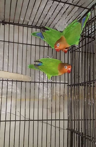 Love birds 1