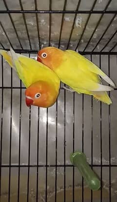 Love birds