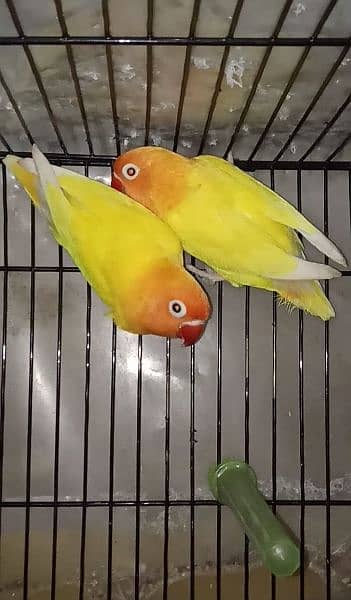 Love birds 3