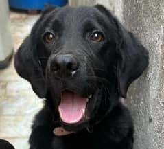 Black Labrador Retriever Female