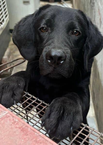 Black Labrador Retriever Female 1