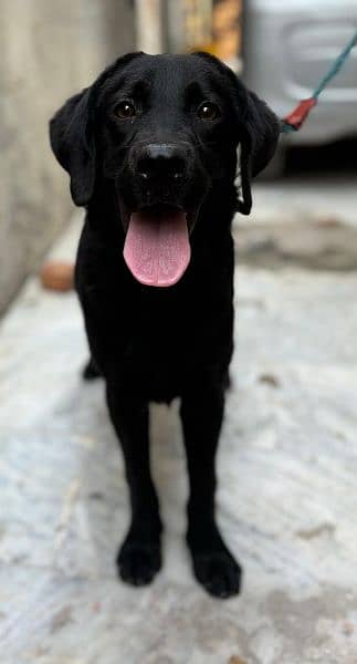 Black Labrador Retriever Female 2