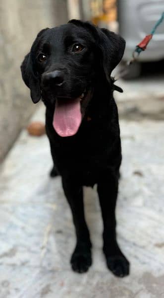 Black Labrador Retriever Female 3