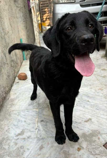 Black Labrador Retriever Female 4