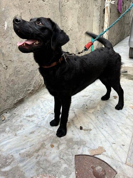 Black Labrador Retriever Female 5