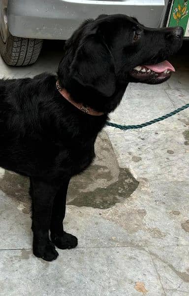 Black Labrador Retriever Female 7