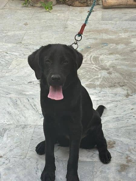 Black Labrador Retriever Female 8