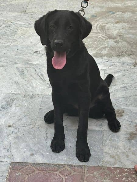 Black Labrador Retriever Female 9