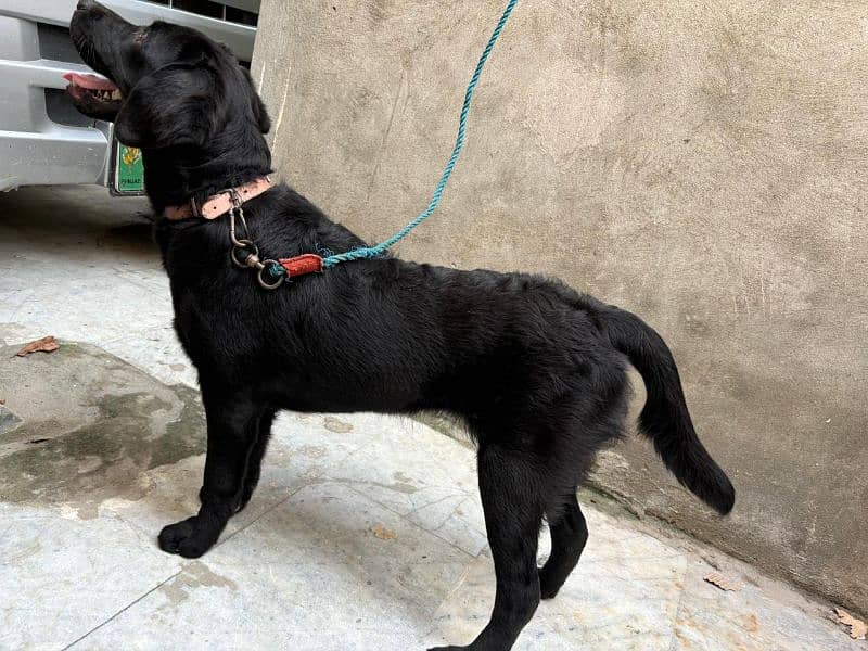 Black Labrador Retriever Female 10