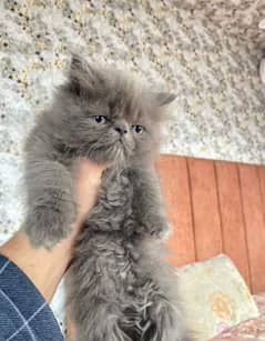 Extreme quality triple coated Persian kittens for sale